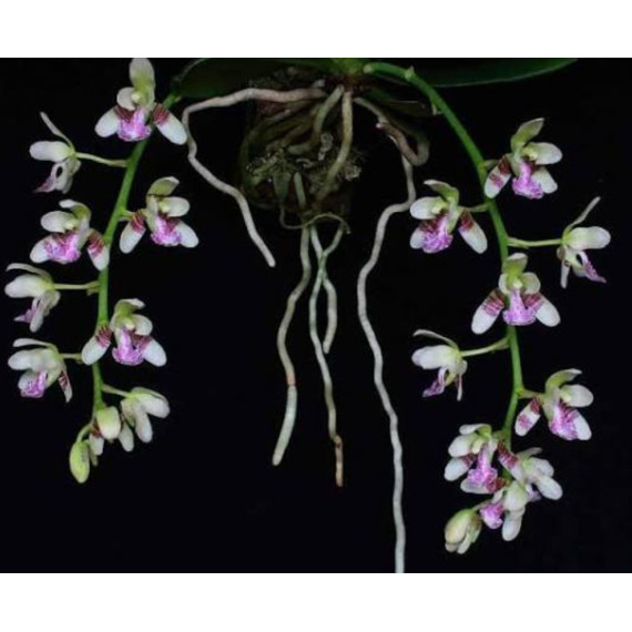 Phalaenopsis Japônica (Sedirea) - NBS