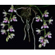 Phalaenopsis Japônica (Sedirea) - NBS