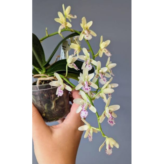 Phalaenopsis Japônica (Sedirea) - NBS