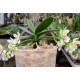 Phalaenopsis Japônica (Sedirea) - NBS