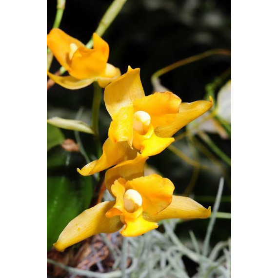 Lycaste Consobrina - T2
