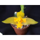 Lycaste Consobrina - T2