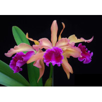 Lc. Luminosa - T3
