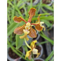 Vanda Montesiana x Roenbligiana - Muda