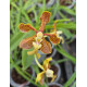 Vanda Montesiana x Roenbligiana - Muda
