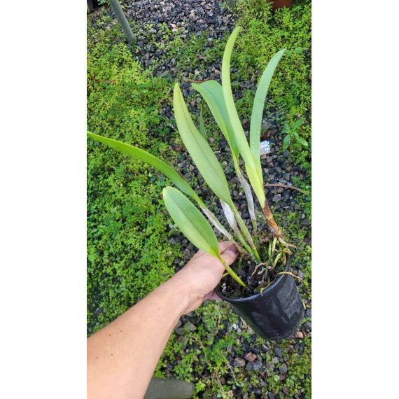 Blc. Toshie Aoki Wine Flare - AD