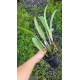 Blc. Toshie Aoki Wine Flare - AD