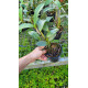 Cattleya Amethystoglossa Coerulea Atalaya - NBS