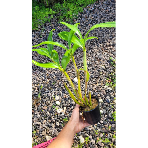 Dendrobium Spectabile - Adulta