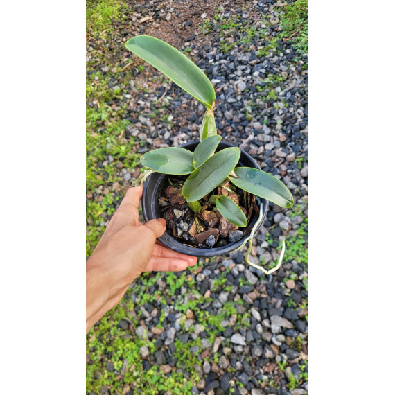 Cattleya Walkeriana Coerulea (Edwards x...
