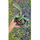 Cattleya Walkeriana Coerulea (Edwards x Marimbondo) - AD