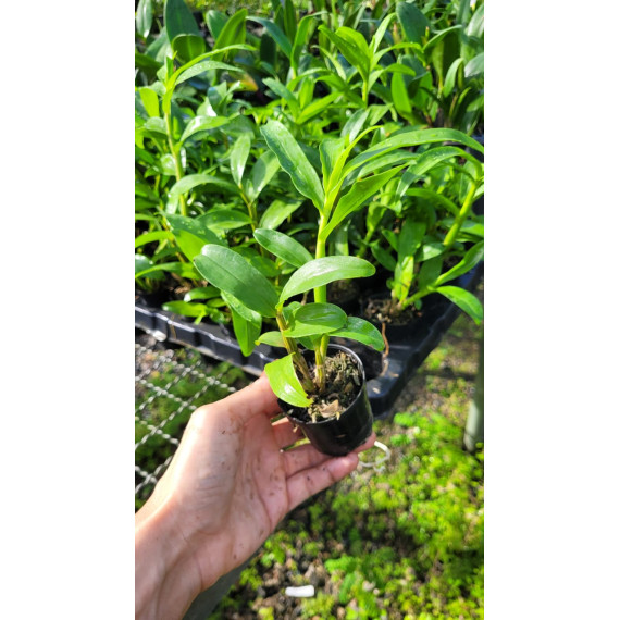 Dendrobium Amethystoglossum - T3