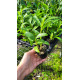 Dendrobium Amethystoglossum - T3