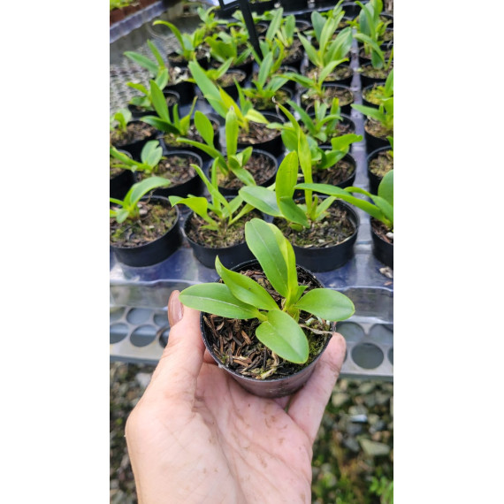 Laelia Pumila - T3