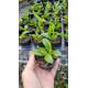 Laelia Pumila - T3