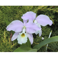 Cattleya Warnerii Albescensvar. Donna Lourdes - AD