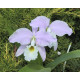 Cattleya Warnerii Albescensvar. Donna Lourdes - AD