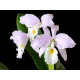Cattleya Warnerii Albescensvar. Donna Lourdes - AD