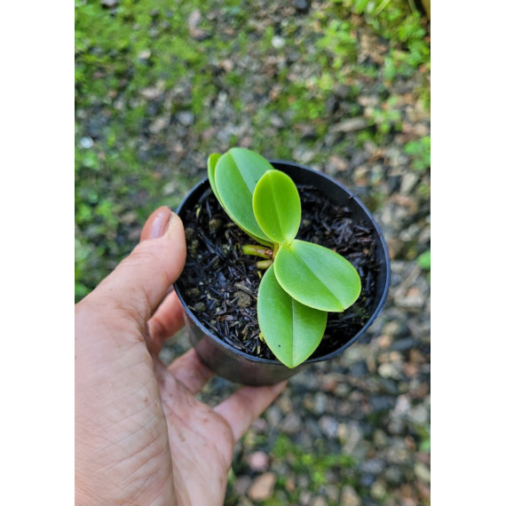 Phalaenopsis Japônica (Sedirea) - NBS