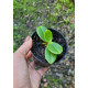 Phalaenopsis Japônica (Sedirea) - NBS