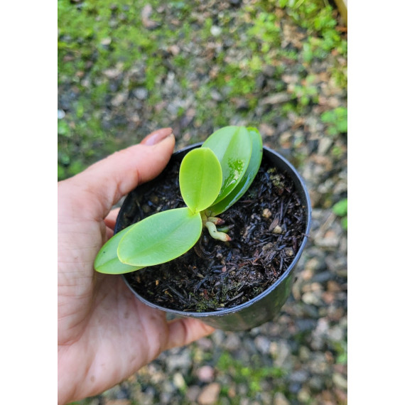 Phalaenopsis Japônica (Sedirea) - NBS