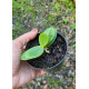 Phalaenopsis Japônica (Sedirea) - NBS