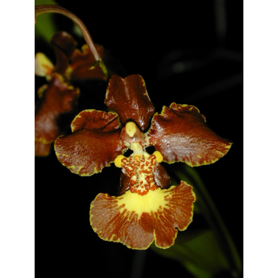Oncidium Enderianum - T3