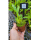 Oncidium Enderianum - T3