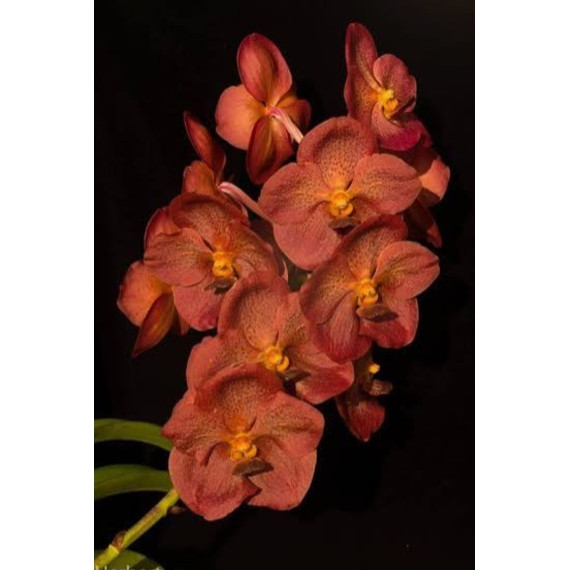 Vanda Pedro Bonetti - Muda no Cachepô