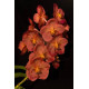 Vanda Pedro Bonetti - Muda no Cachepô