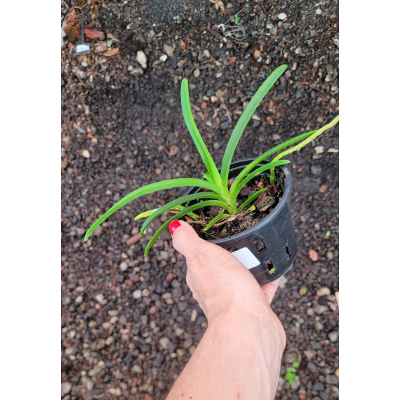 Vanda Gordon Dillon - Muda