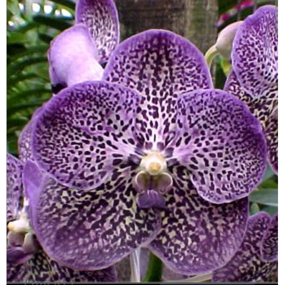 Vanda Gordon Dillon - Muda