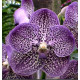 Vanda Gordon Dillon - Muda