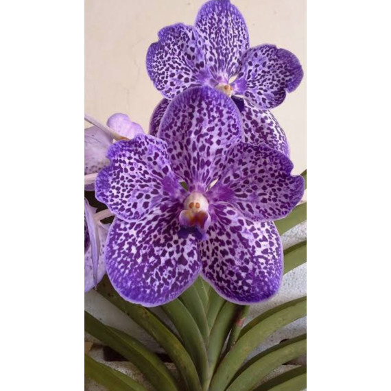 Vanda Gordon Dillon - Muda