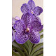 Vanda Gordon Dillon - Muda