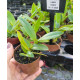 Laelia Milleri - T3