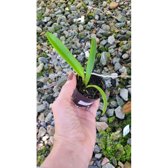 Lc. Luminosa - T3