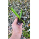 Lc. Luminosa - T3