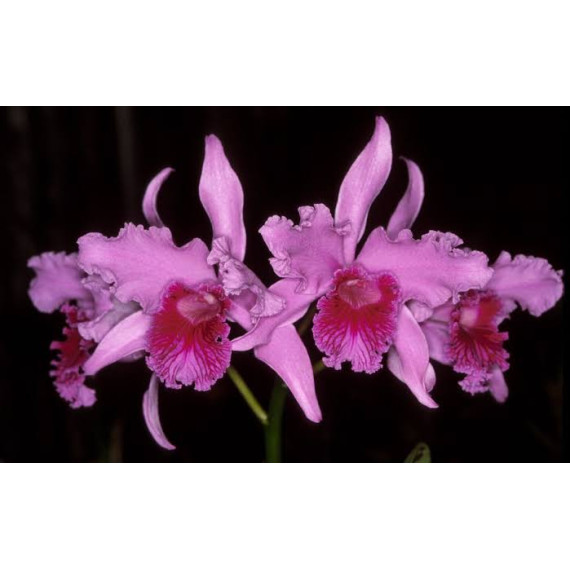 Laelia Lobata  - T3