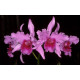 Laelia Lobata  - T3