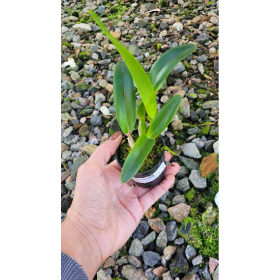Laelia Lobata  - T3