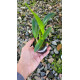 Laelia Lobata  - T3