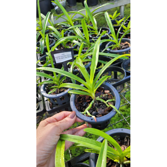 Vanda Gordon Dillon - Muda