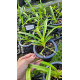 Vanda Gordon Dillon - Muda