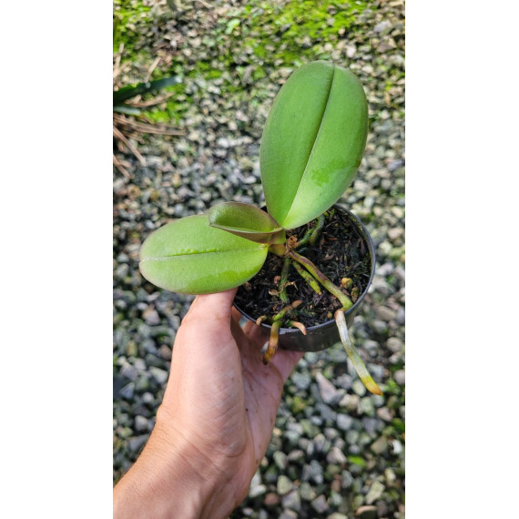 Phalaenopsis Taiwan Red Cat - SALDÃO (MUDA)