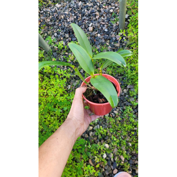 Cattleya Interglossa var. Flamea - Pre adulta