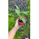 Cattleya Interglossa var. Flamea - Pre adulta