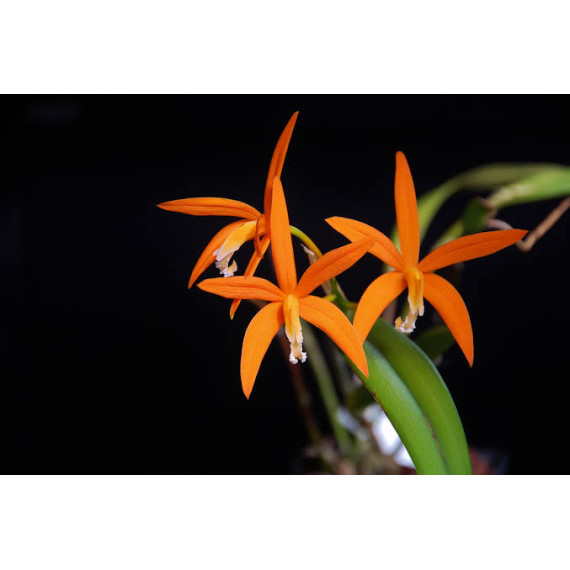 Laelia Harpophylla - T3