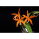 Laelia Harpophylla - T3