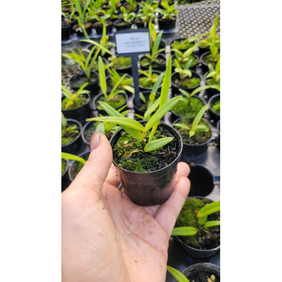 Laelia Harpophylla - T3